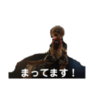 トイプードルの使いやすい日常スタンプ（個別スタンプ：13）