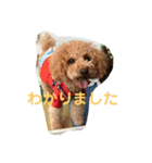 トイプードルの使いやすい日常スタンプ（個別スタンプ：17）