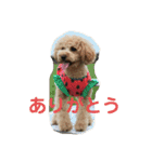 トイプードルの使いやすい日常スタンプ（個別スタンプ：20）