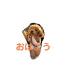 トイプードルの使いやすい日常スタンプ（個別スタンプ：21）