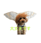 トイプードルの使いやすい日常スタンプ（個別スタンプ：22）