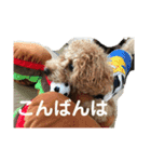 トイプードルの使いやすい日常スタンプ（個別スタンプ：24）