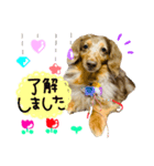 ✱チョコちゃん✱（個別スタンプ：1）