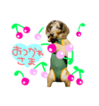 ✱チョコちゃん✱（個別スタンプ：8）