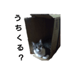 トト・オンズ2（個別スタンプ：2）