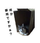トト・オンズ2（個別スタンプ：7）