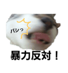 トト・オンズ2（個別スタンプ：14）