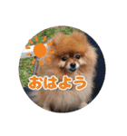 ♡ポメラニアン♡エル♡（個別スタンプ：1）