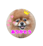 ♡ポメラニアン♡エル♡（個別スタンプ：2）