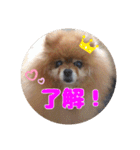 ♡ポメラニアン♡エル♡（個別スタンプ：3）
