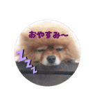 ♡ポメラニアン♡エル♡（個別スタンプ：4）
