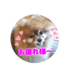 ♡ポメラニアン♡エル♡（個別スタンプ：7）