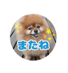 ♡ポメラニアン♡エル♡（個別スタンプ：8）