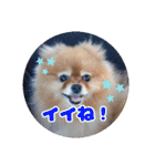 ♡ポメラニアン♡エル♡（個別スタンプ：12）