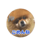 ♡ポメラニアン♡エル♡（個別スタンプ：14）