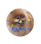 ♡ポメラニアン♡エル♡（個別スタンプ：16）