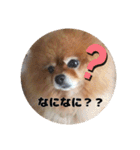 ♡ポメラニアン♡エル♡（個別スタンプ：17）