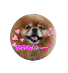 ♡ポメラニアン♡エル♡（個別スタンプ：19）