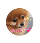 ♡ポメラニアン♡エル♡（個別スタンプ：20）