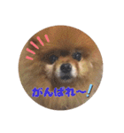 ♡ポメラニアン♡エル♡（個別スタンプ：21）
