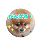 ♡ポメラニアン♡エル♡（個別スタンプ：23）