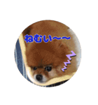 ♡ポメラニアン♡エル♡（個別スタンプ：24）