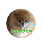 ♡ポメラニアン♡エル♡（個別スタンプ：25）