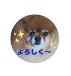 ♡ポメラニアン♡エル♡（個別スタンプ：26）