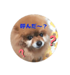 ♡ポメラニアン♡エル♡（個別スタンプ：28）