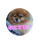 ♡ポメラニアン♡エル♡（個別スタンプ：29）