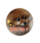 ♡ポメラニアン♡エル♡（個別スタンプ：30）