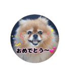 ♡ポメラニアン♡エル♡（個別スタンプ：31）