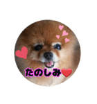 ♡ポメラニアン♡エル♡（個別スタンプ：32）