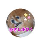 ♡ポメラニアン♡エル♡（個別スタンプ：33）