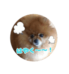 ♡ポメラニアン♡エル♡（個別スタンプ：34）