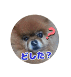 ♡ポメラニアン♡エル♡（個別スタンプ：36）