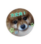 ♡ポメラニアン♡エル♡（個別スタンプ：37）