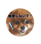 ♡ポメラニアン♡エル♡（個別スタンプ：38）