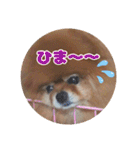 ♡ポメラニアン♡エル♡（個別スタンプ：39）