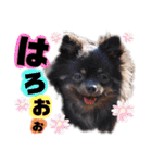 田中家LINEスタンプ第二弾‼️ポメ ダックス（個別スタンプ：2）