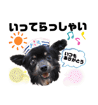 田中家LINEスタンプ第二弾‼️ポメ ダックス（個別スタンプ：7）