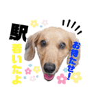 田中家LINEスタンプ第二弾‼️ポメ ダックス（個別スタンプ：14）