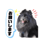 田中家LINEスタンプ第二弾‼️ポメ ダックス（個別スタンプ：32）