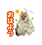 ポメラニアン★だいふく（個別スタンプ：1）