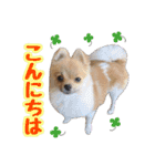 ポメラニアン★だいふく（個別スタンプ：3）