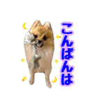 ポメラニアン★だいふく（個別スタンプ：4）