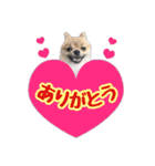 ポメラニアン★だいふく（個別スタンプ：5）