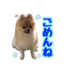 ポメラニアン★だいふく（個別スタンプ：6）