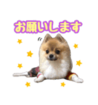 ポメラニアン★だいふく（個別スタンプ：11）