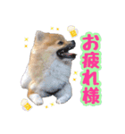 ポメラニアン★だいふく（個別スタンプ：12）